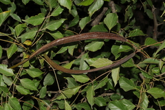 Dolichandrone atrovirens